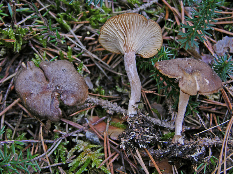 Qualcosa si muove...